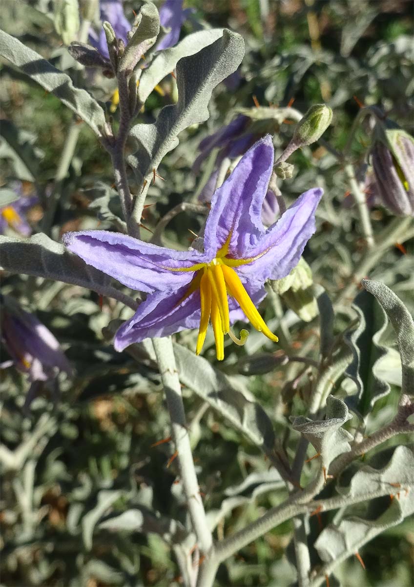 Изображение особи Solanum elaeagnifolium.