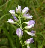 Vicia biennis
