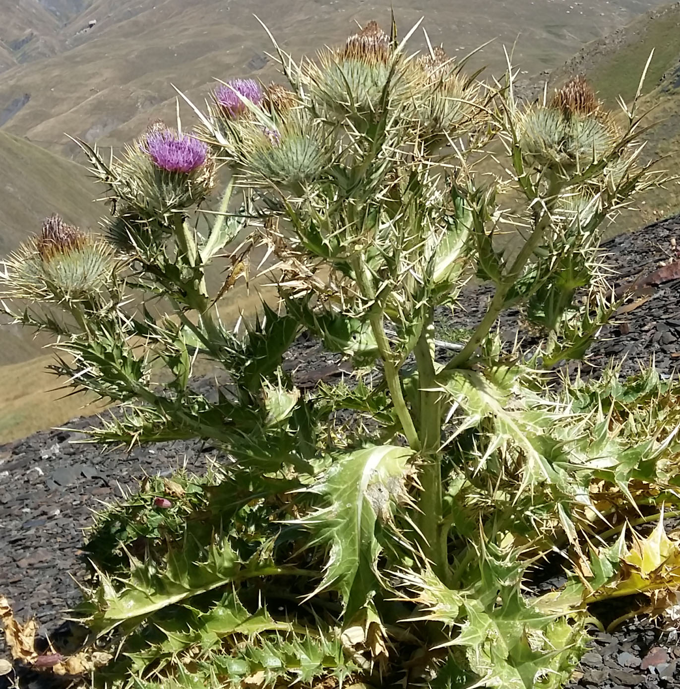Image of Cirsium macrocephalum specimen.