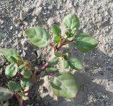 Trianthema portulacastrum. Веточка. Перу, регион La Libertad, пос. Huanchaco, устье сухого русла (Rio Seco). 28.10.2019.