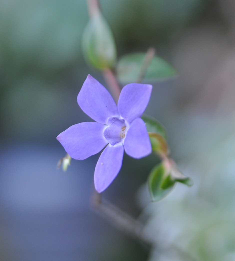 Image of genus Vinca specimen.