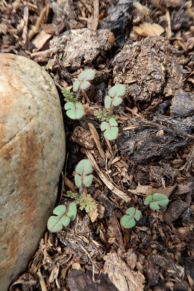 Image of Erodium cicutarium specimen.