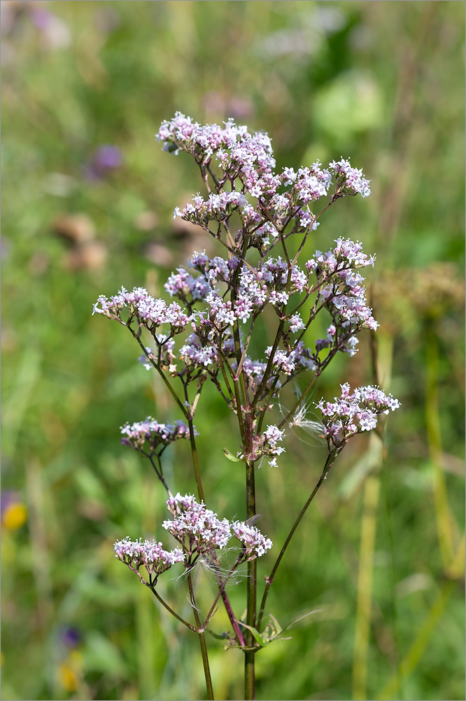 Image of Valeriana officinalis specimen.