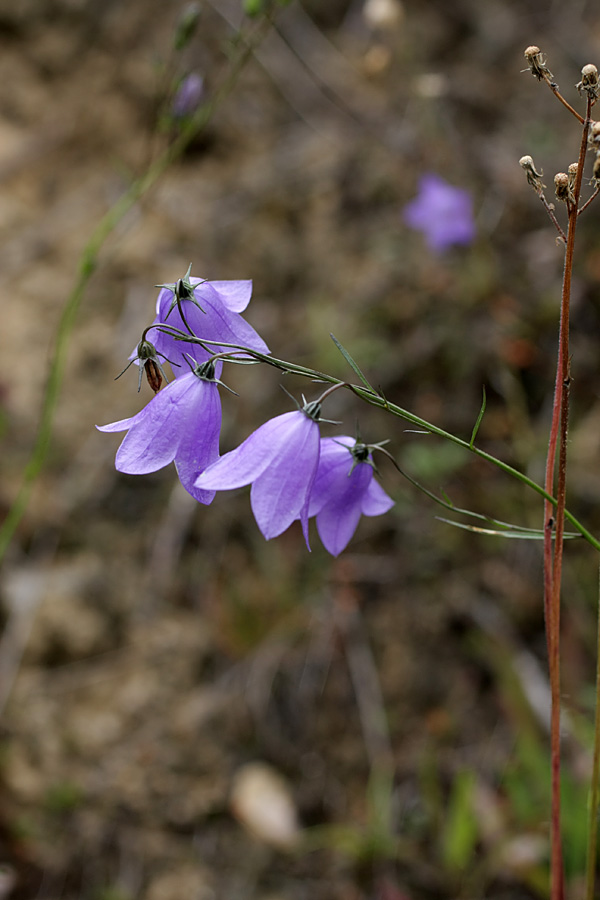 Изображение особи Campanula rotundifolia.