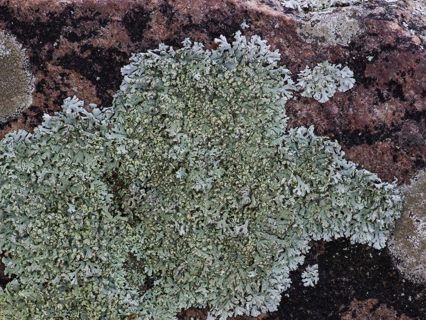 Image of Physcia dubia specimen.