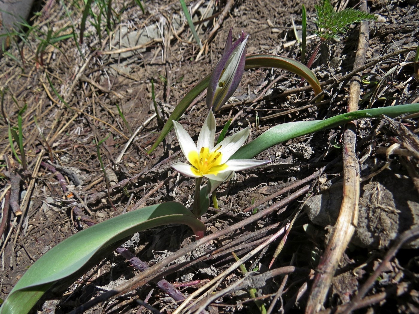 Image of Tulipa orthopoda specimen.