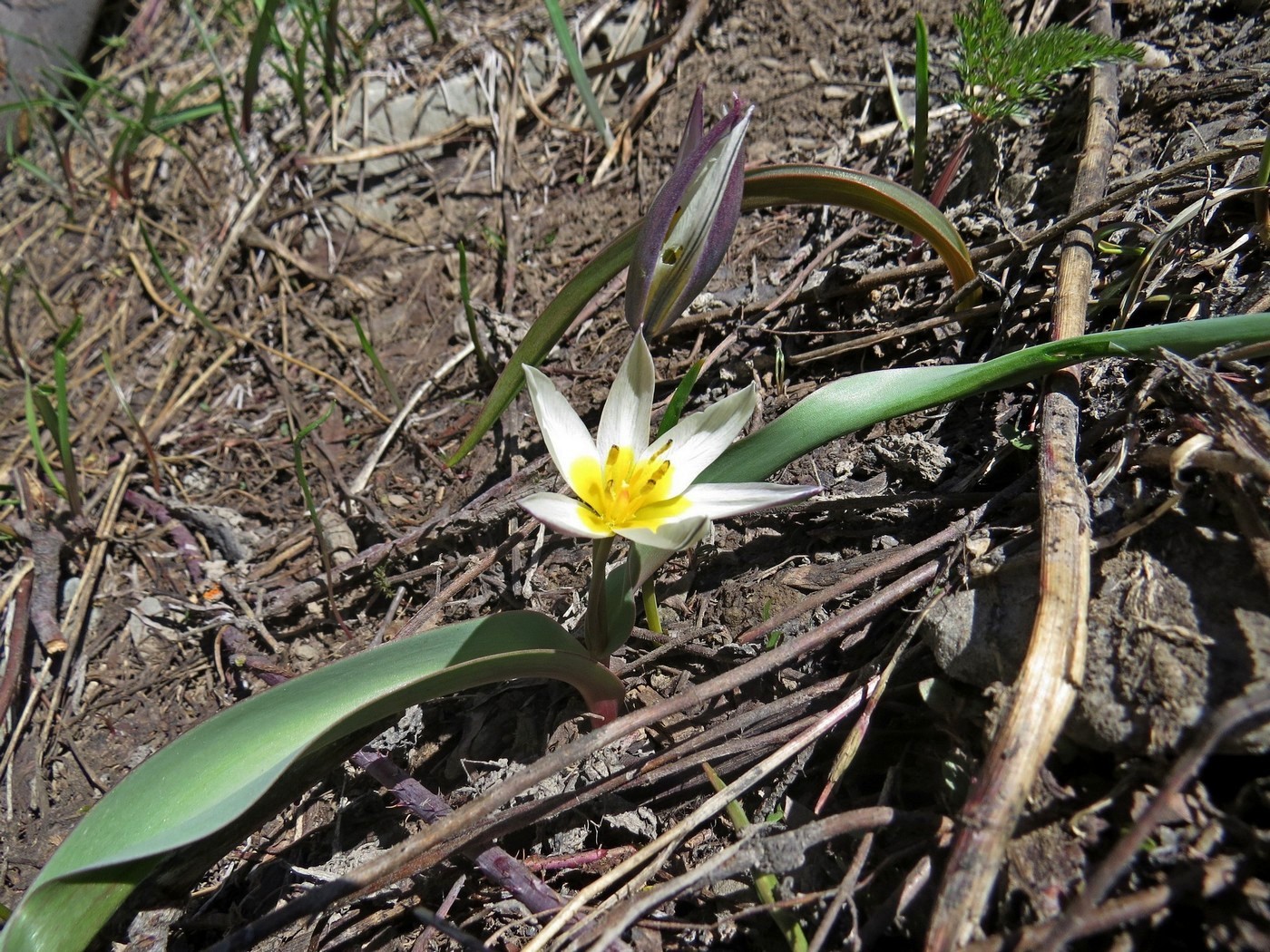 Image of Tulipa orthopoda specimen.