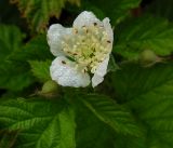 Rubus caesius