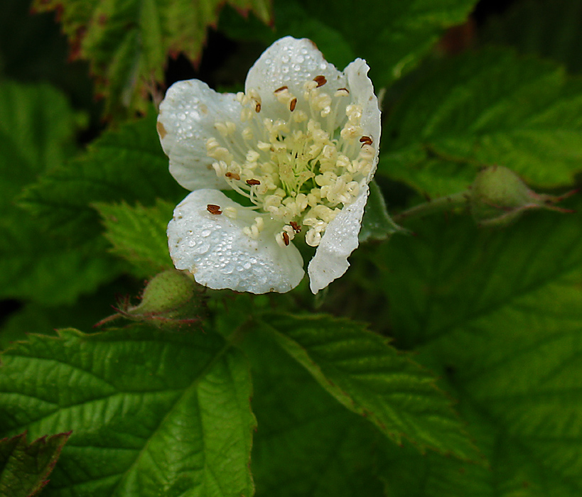 Изображение особи Rubus caesius.