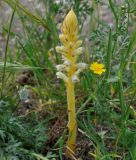 Orobanche pubescens