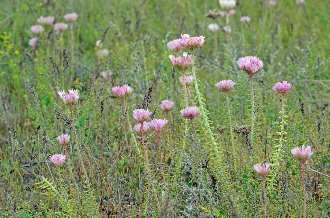 Image of Pseudosedum lievenii specimen.