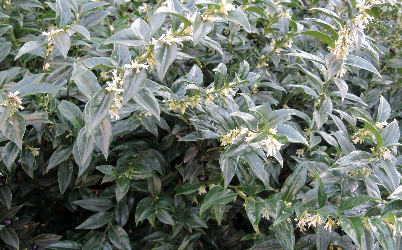 Изображение особи род Sarcococca.