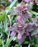 Lamium purpureum. Верхушки цветущих растений. Московская обл., г. Электрогорск, ул. Кржижановского, рудеральное местообитание. 23.04.2020.