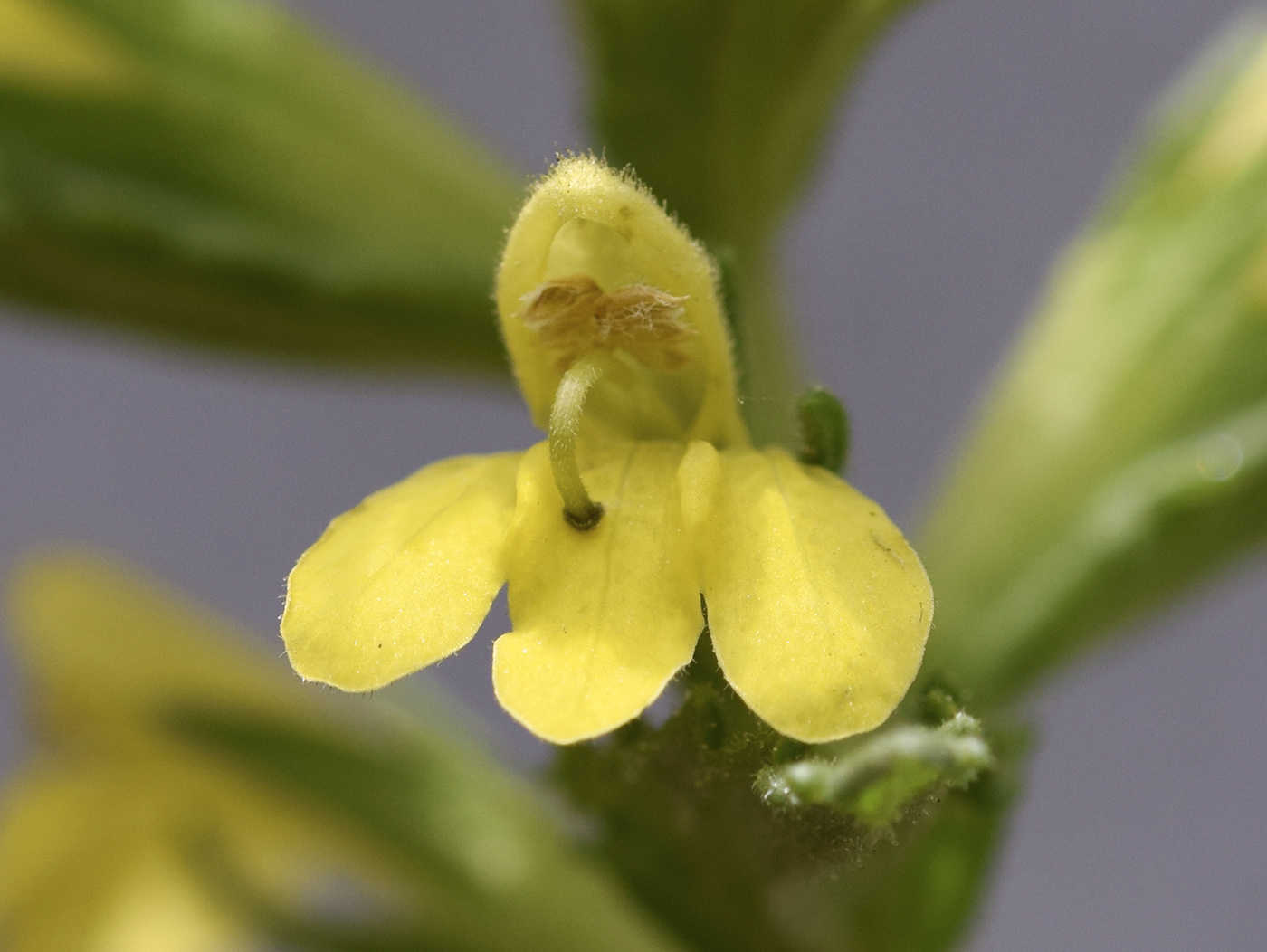 Image of Parentucellia viscosa specimen.