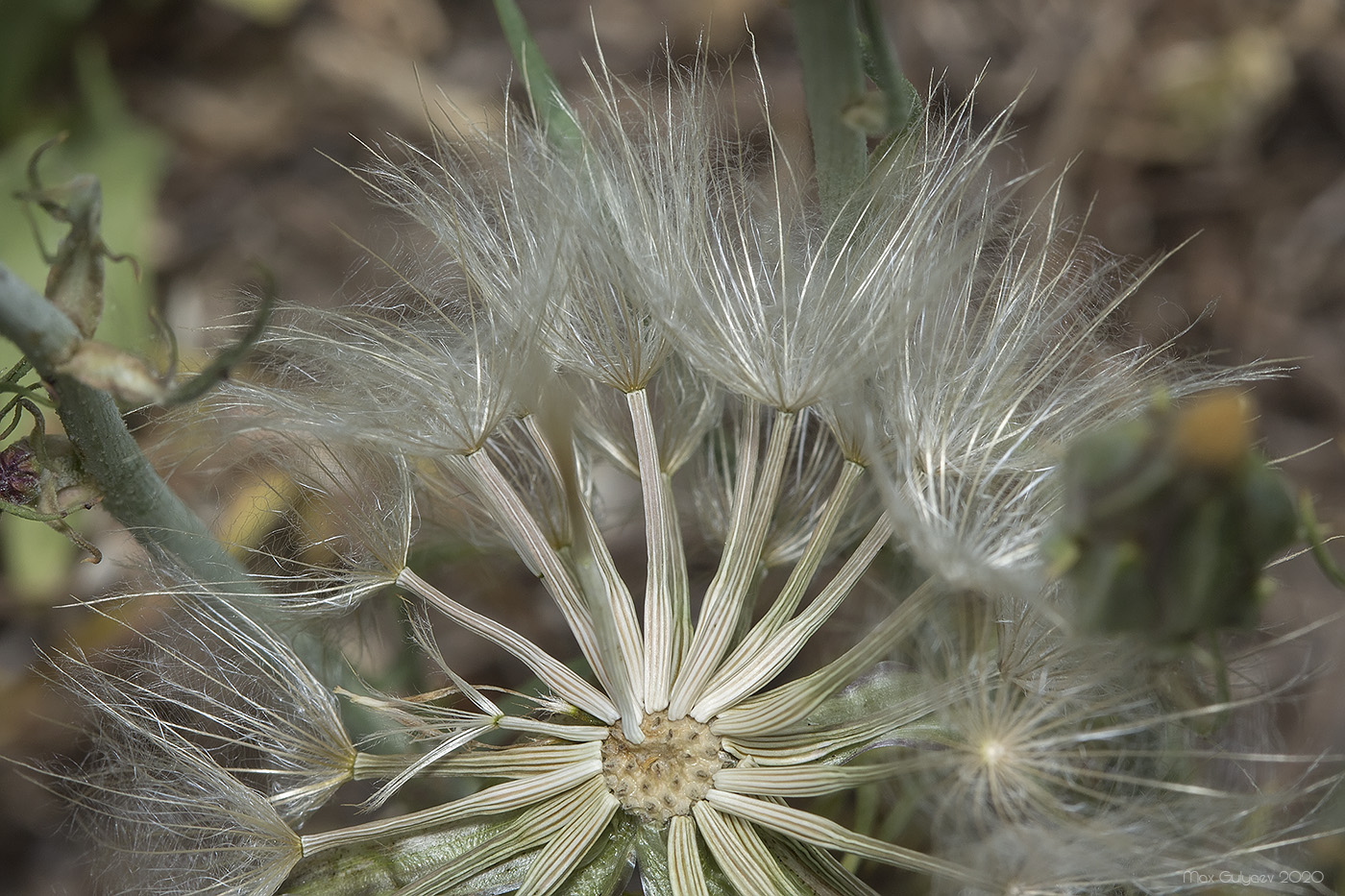 Image of Scorzonera laciniata specimen.