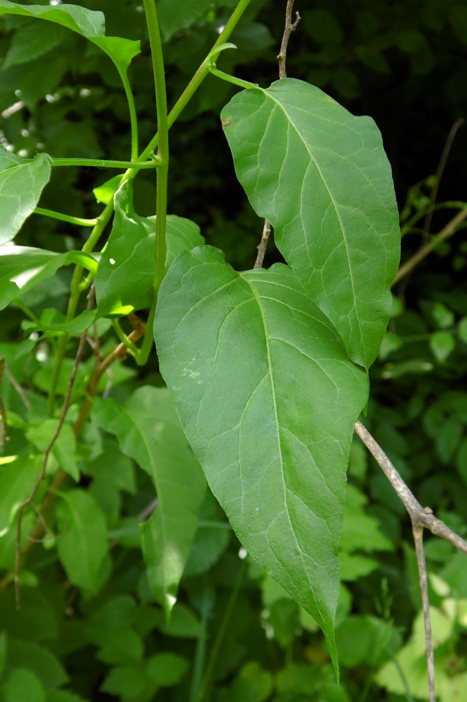 Изображение особи Solanum dulcamara.