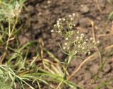 Gypsophila