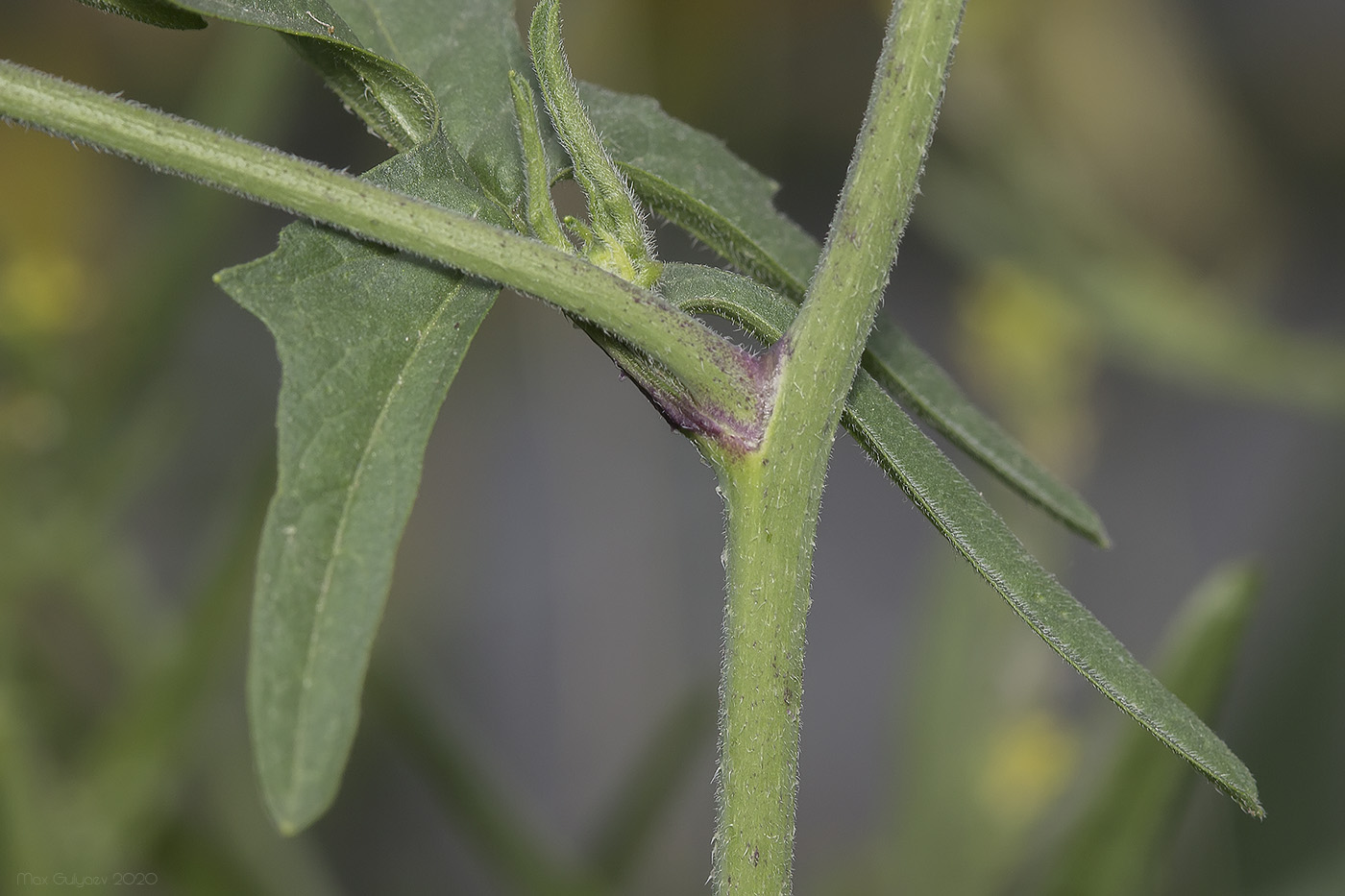 Image of Sisymbrium officinale specimen.