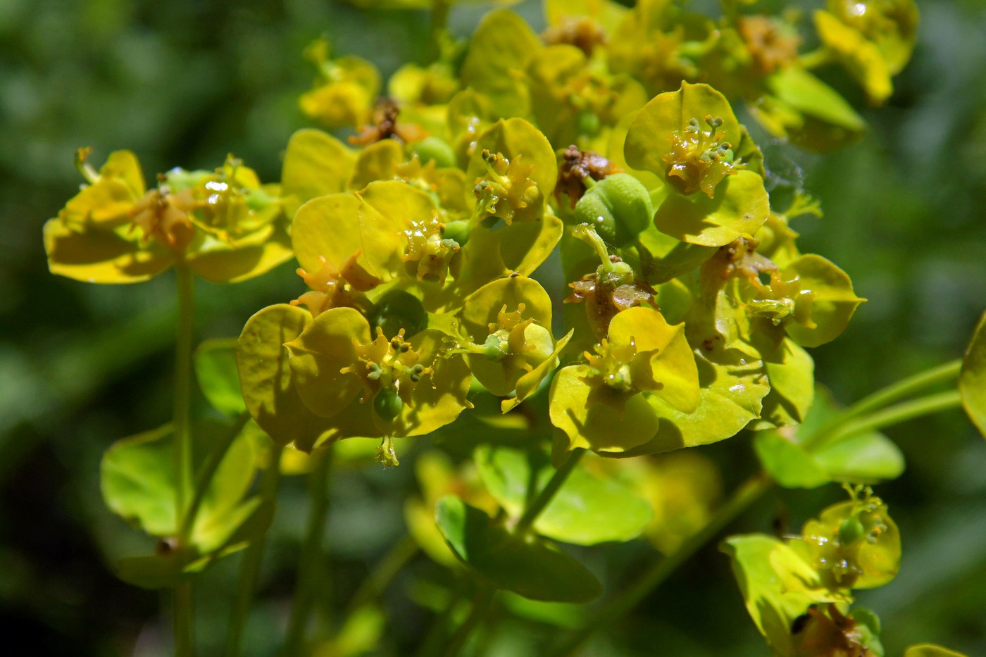 Молочай лозный. Молочай фото сорняк.