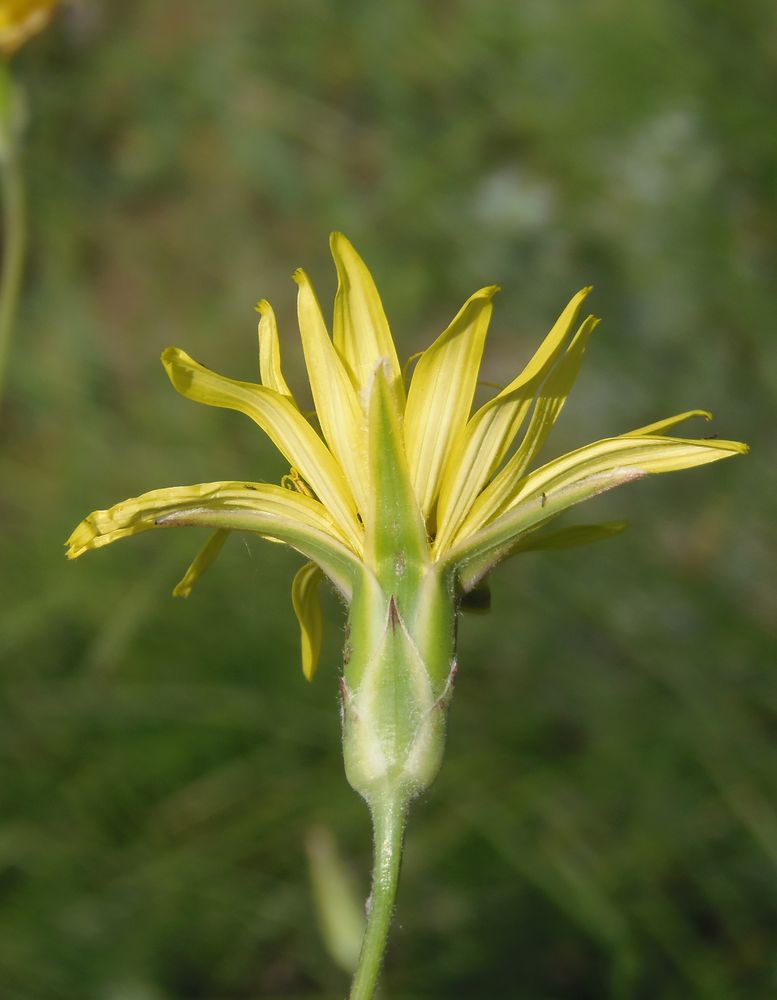 Изображение особи Scorzonera stricta.