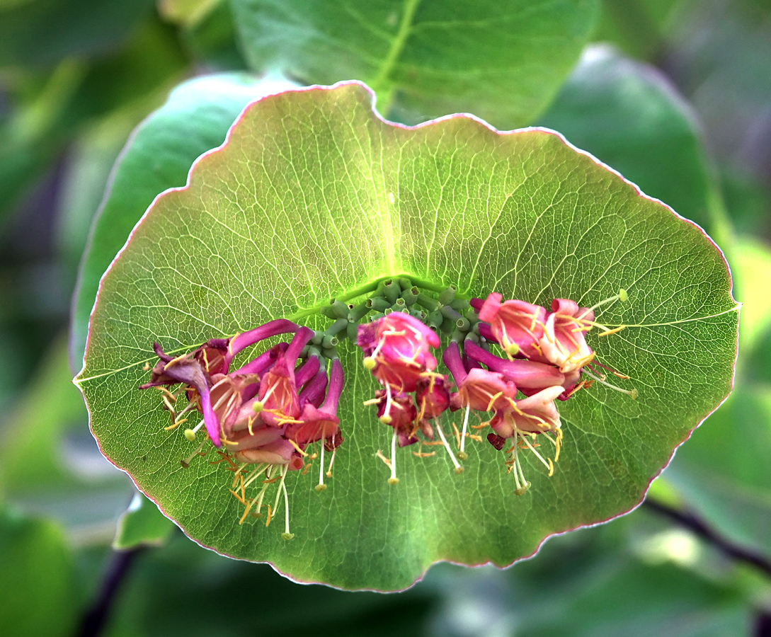 Изображение особи Lonicera dioica.