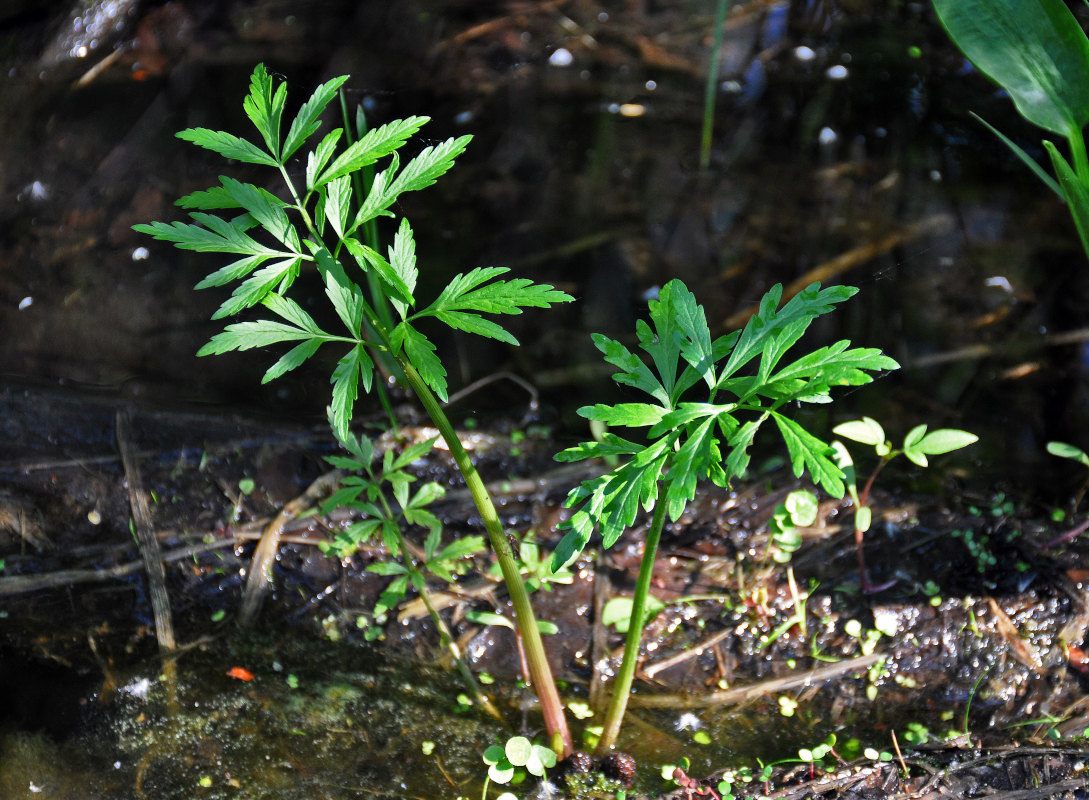 Image of Cicuta virosa specimen.