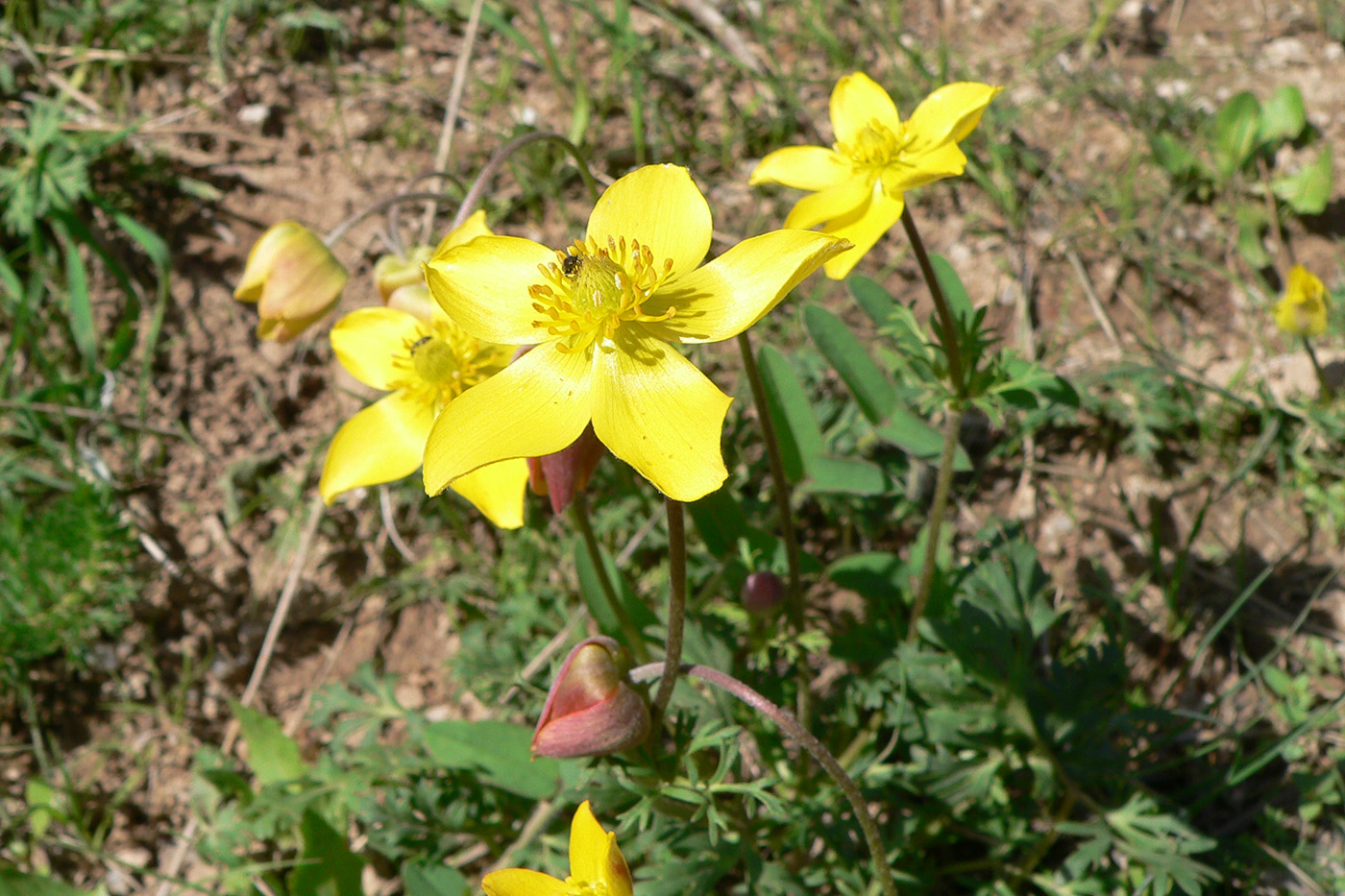 Изображение особи Anemone verae.