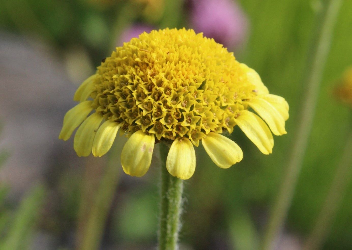 Image of Tanacetum bipinnatum specimen.