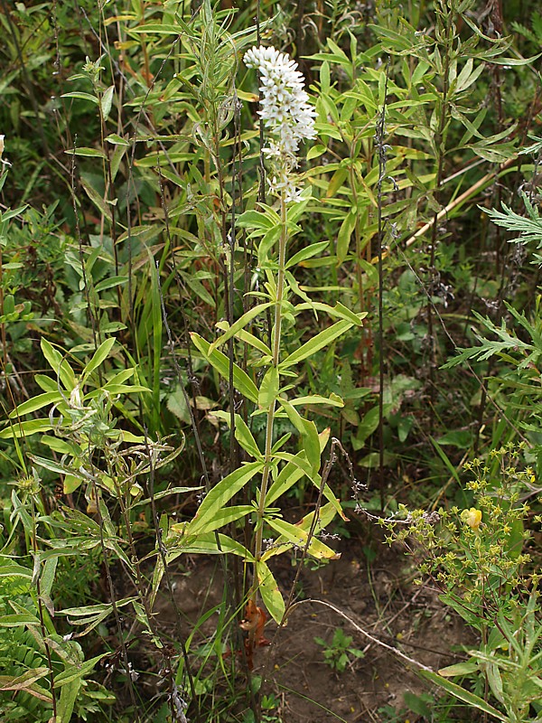 Изображение особи Lysimachia barystachys.