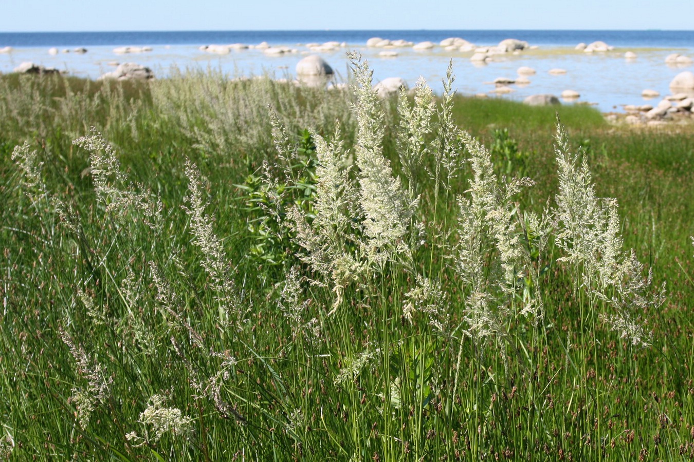 Изображение особи Calamagrostis groenlandica.