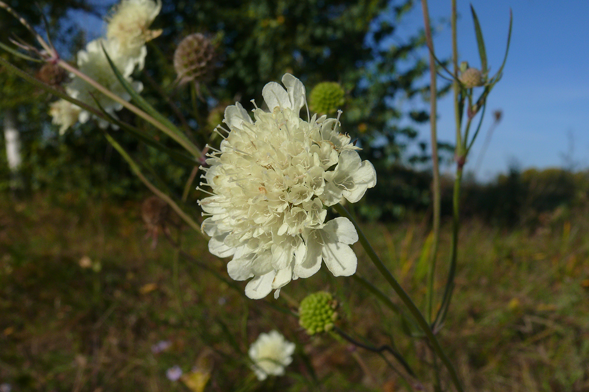 Изображение особи Scabiosa ochroleuca.