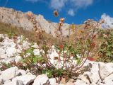 Helianthemum ovatum. Отплодоносившее растение. Адыгея, Кавказский биосферный заповедник, ур. Яворова Поляна, ≈ 1900 м н.у.м., каменистая россыпь. 03.10.2015.