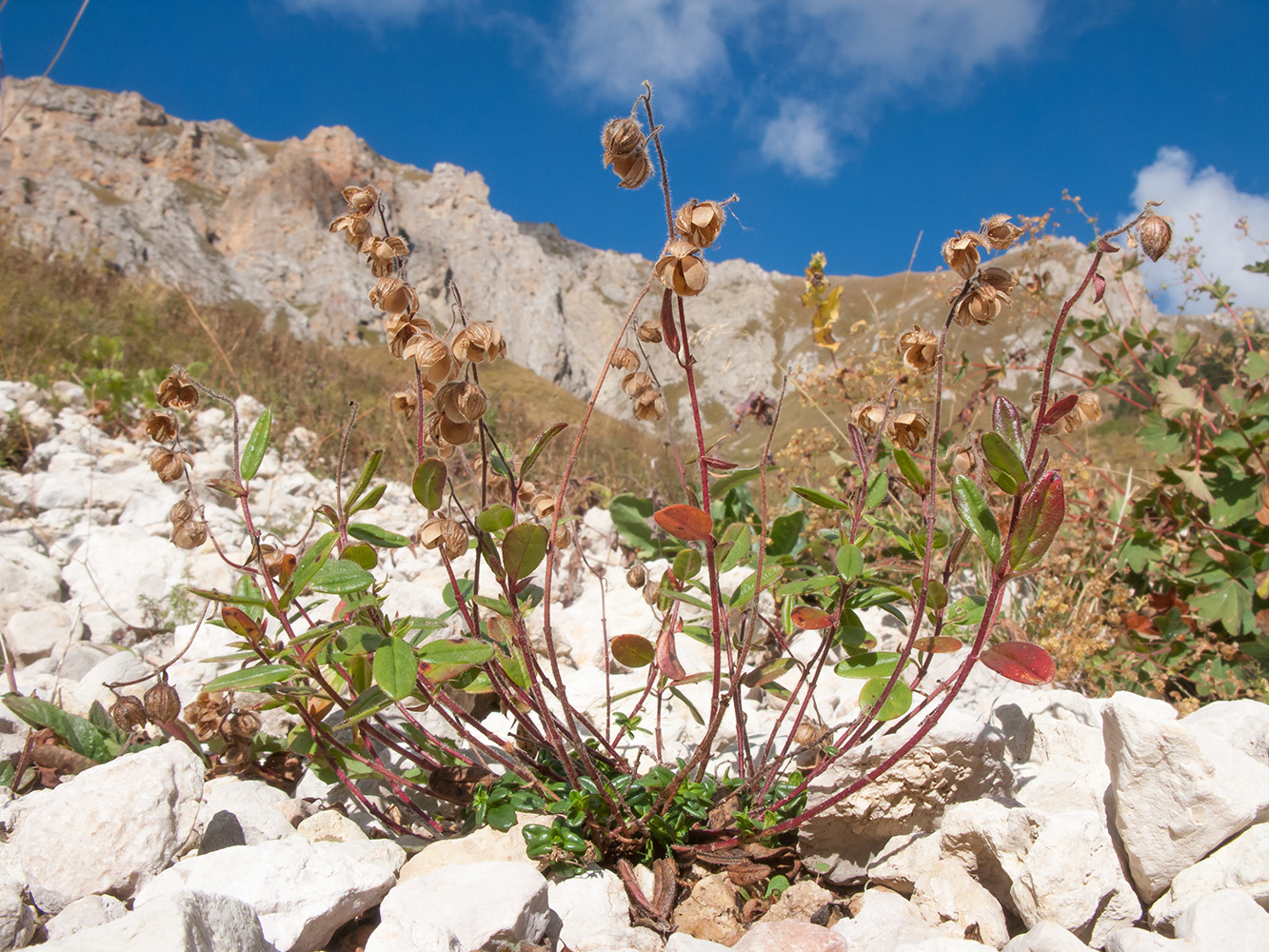 Image of Helianthemum ovatum specimen.