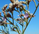 Limonium caspium. Часть цветущего и плодоносящего растения. Республика Крым, Ленинский р-н, окр. с. Курортное, засолённый берег озера Чокрак. Сентябрь 2020 г.