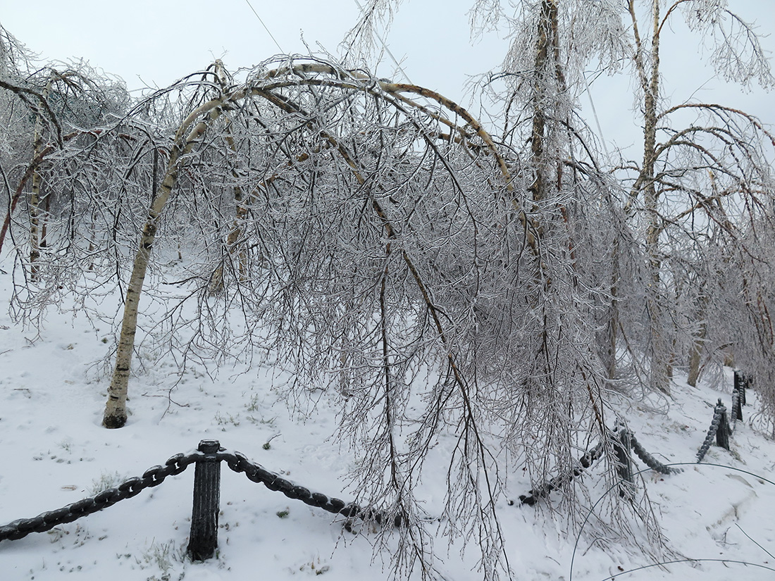 Изображение особи Betula platyphylla.