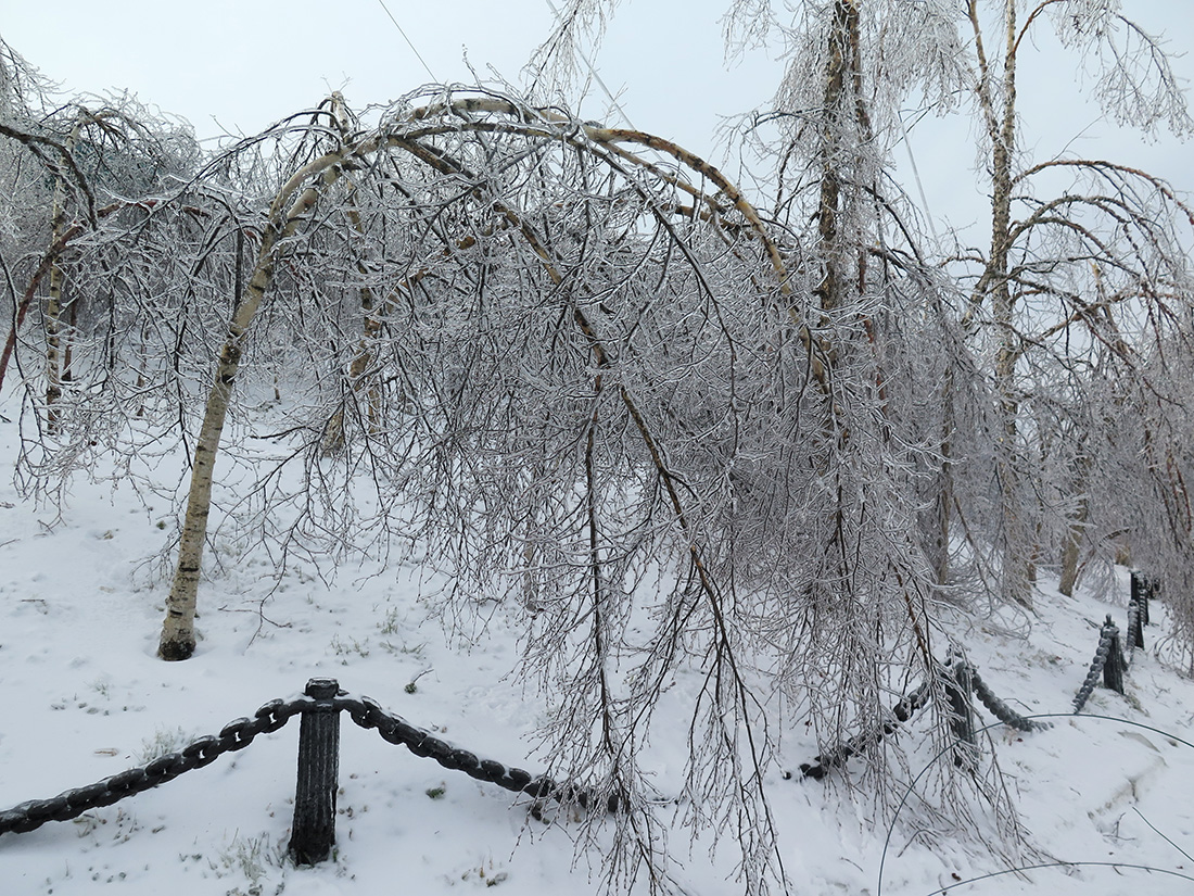 Изображение особи Betula platyphylla.