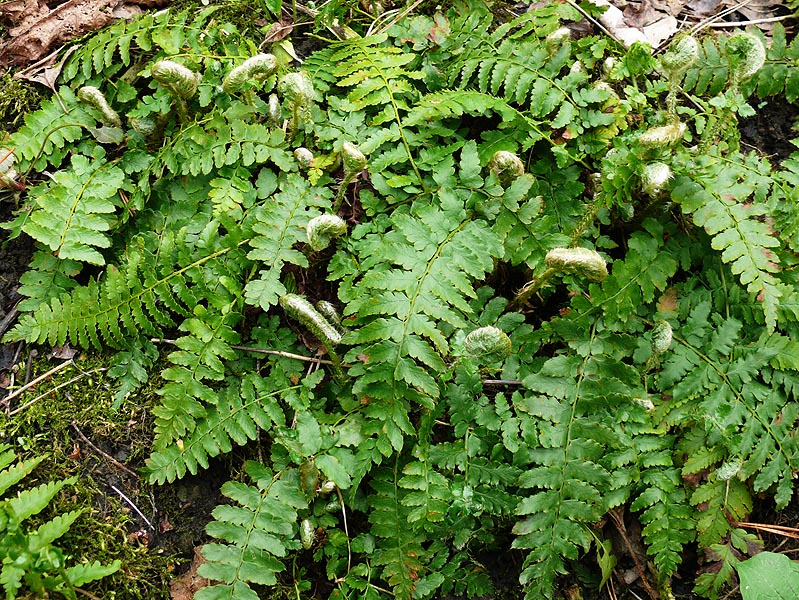 Изображение особи Polystichum &times; luerssenii.