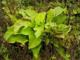Inula helenium. Прикорневые листья. Чувашия, окр. г. Шумерля, дер. Подборное. 17 сентября 2008 г.