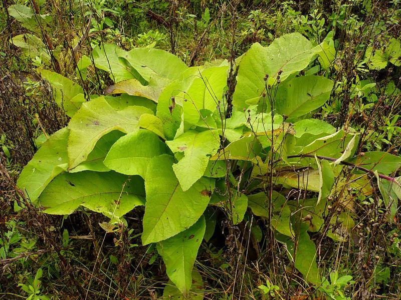 Image of Inula helenium specimen.