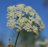Kadenia dubia