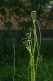 Papaver orientale