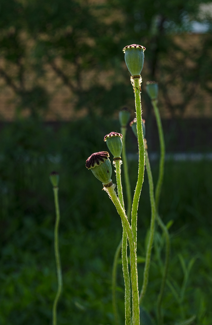 Image of Papaver orientale specimen.