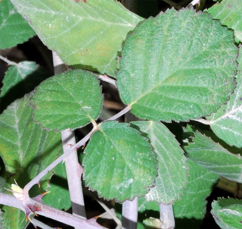 Image of genus Rubus specimen.