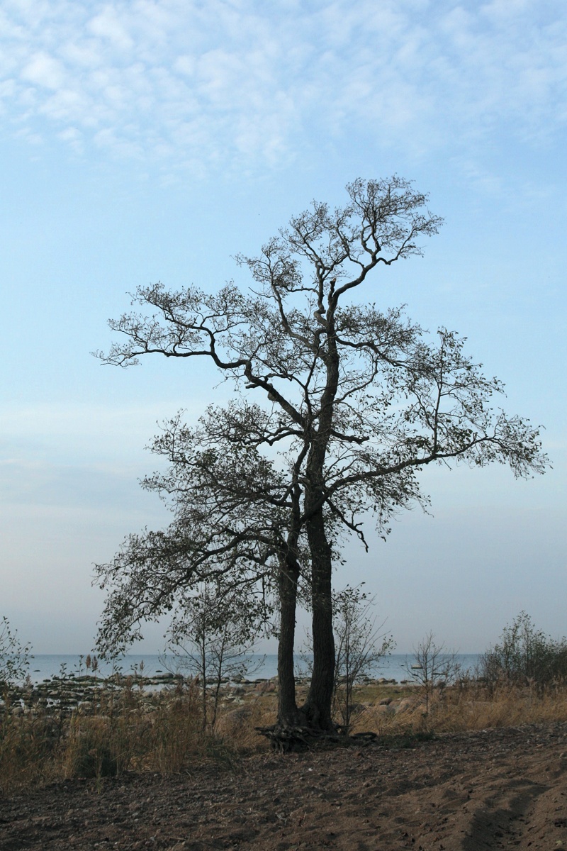 Изображение особи Alnus glutinosa.