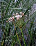 Butomus umbellatus. Верхушка побега с соцветием. Смоленская обл., Демидовский р-н, национальный парк \"Смоленское Поозерье\", побережье оз. Баклановское, в воде у берега. 15.08.2020.