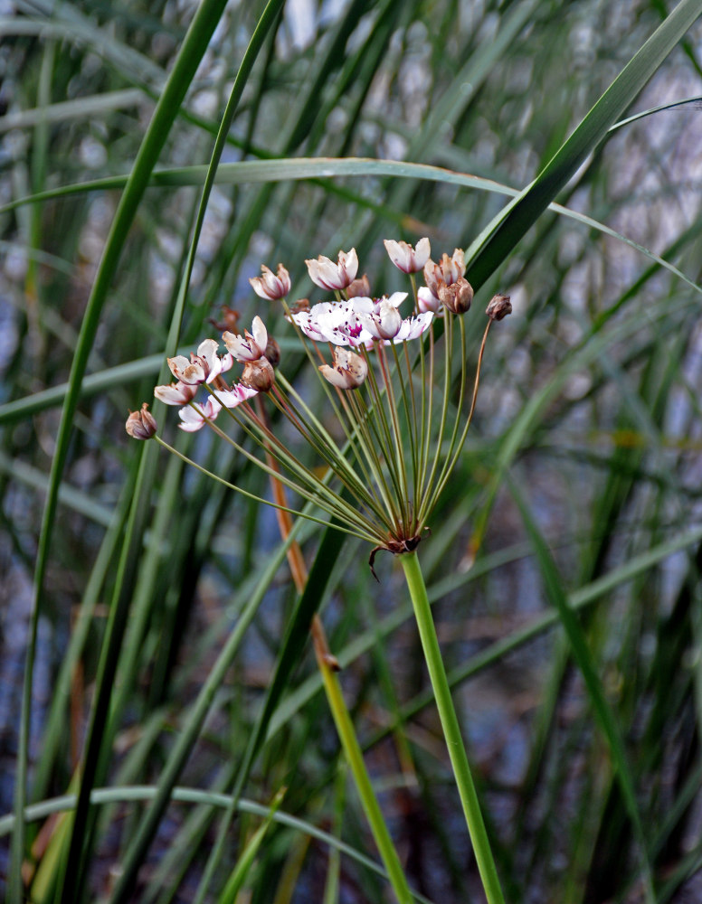 Image of Butomus umbellatus specimen.