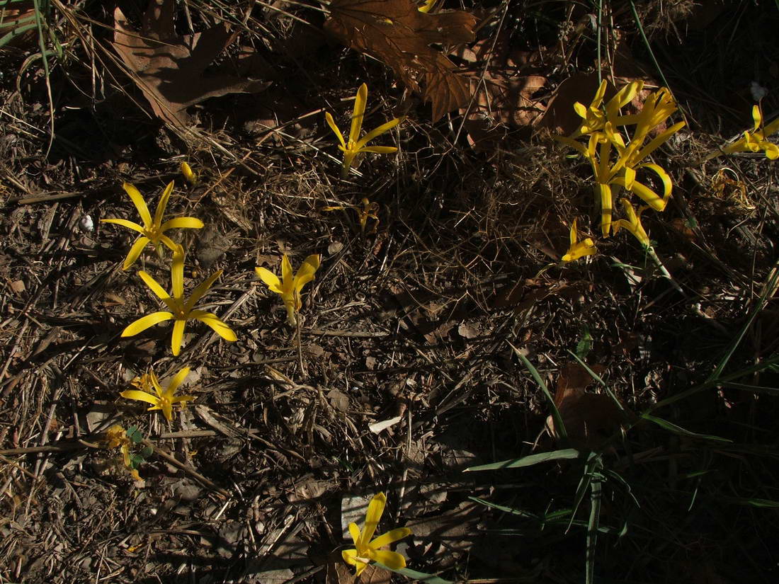 Image of Sternbergia colchiciflora specimen.