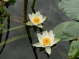 Nymphaea tetragona