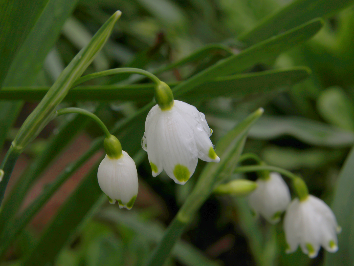 Image of Leucojum aestivum specimen.