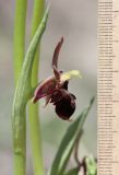 Ophrys × aghemanii. Часть побега с цветком. Крым, окр. с. Зеленогорье, ущ. р. Пананьян-Узень, каменистый склон к реке, среди кустарников. 15 мая 2021 г.